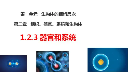 1.2.3 器官和系统 课件(共24张PPT+内嵌视频1段)冀少版七年级生物上册