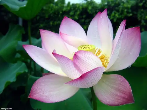 《苏幕遮》(周邦彦)解析