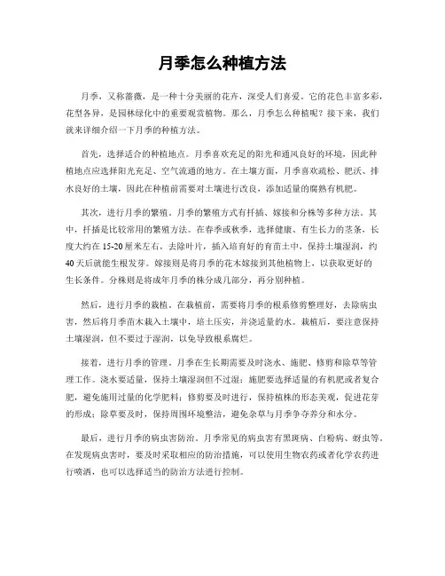 月季怎么种植方法