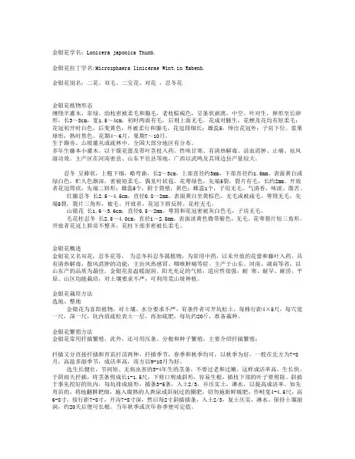 金银花