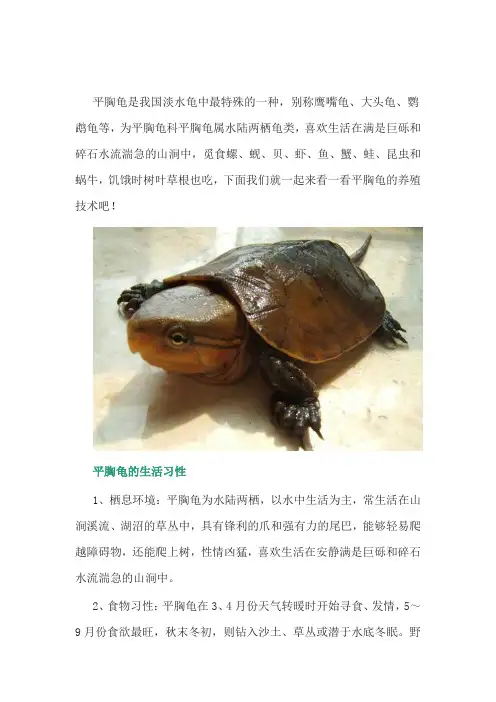 特种养殖：平胸龟的养殖技术