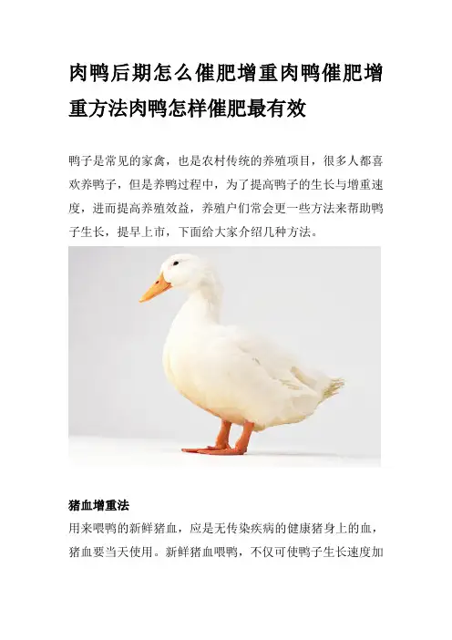 肉鸭后期怎么催肥增重肉鸭催肥增重方法肉鸭怎样催肥最有效