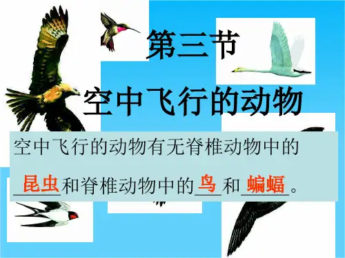八年级生物上册 第五单元 第一章 各种环境中的动物 第三节 空中飞行的动物课件 新人教版