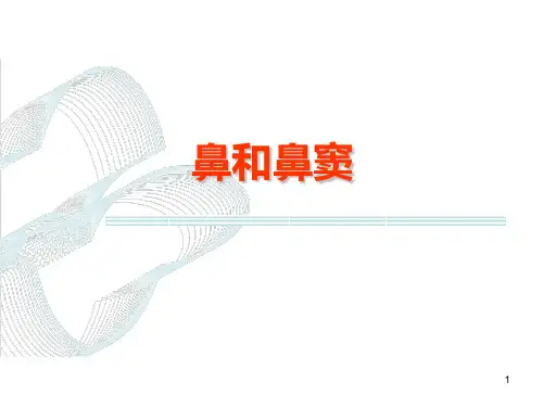 鼻和鼻窦CT教学PPT课件