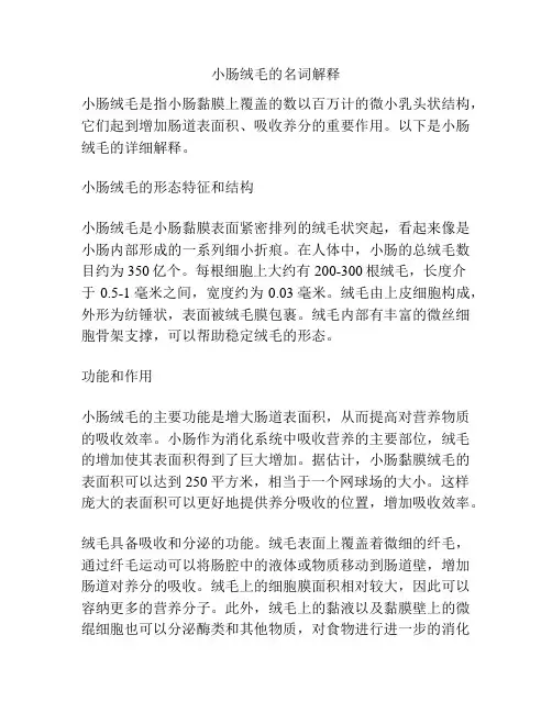 小肠绒毛的名词解释