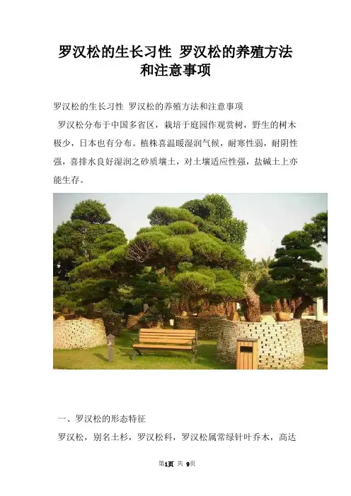 罗汉松的生长习性 罗汉松的养殖方法和注意事项