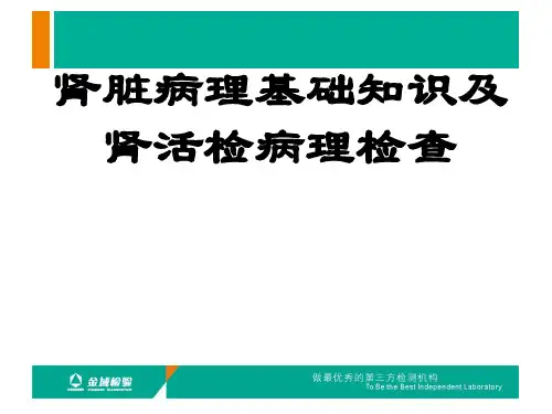 肾活检病理检查及肾脏病理基础知识