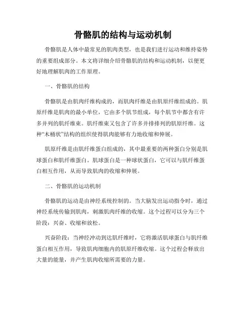 骨骼肌的结构与运动机制