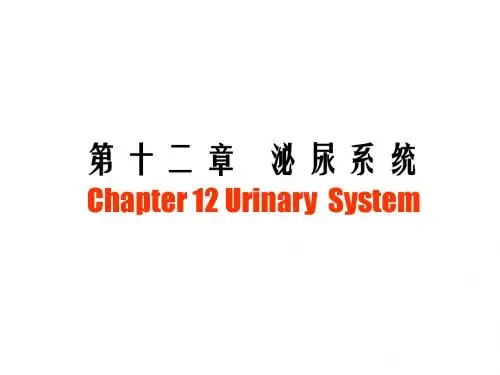 兽医组织胚胎学-泌尿系统48
