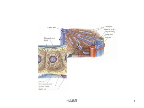 胆汁的产生及排泄途径ppt课件