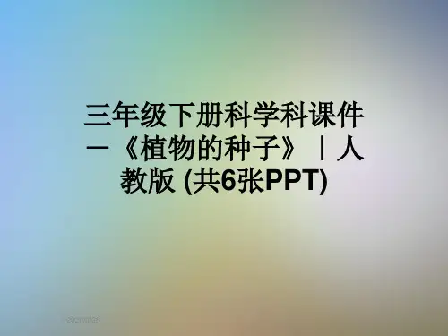 三年级下册科学科课件-《植物的种子》｜人教版 (共6张PPT)
