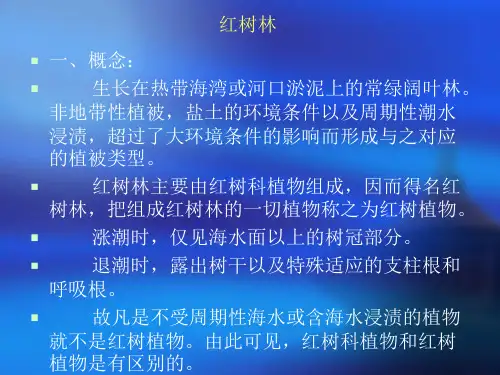 红树林