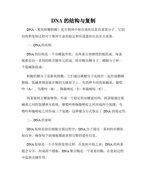 DNA的结构与复制