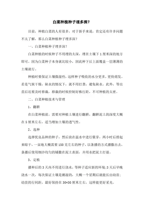 白菜种植种子埋多深？