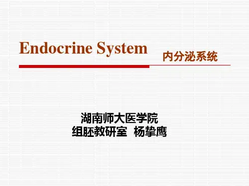组织学与胚胎学课件：第13章 内分泌系统