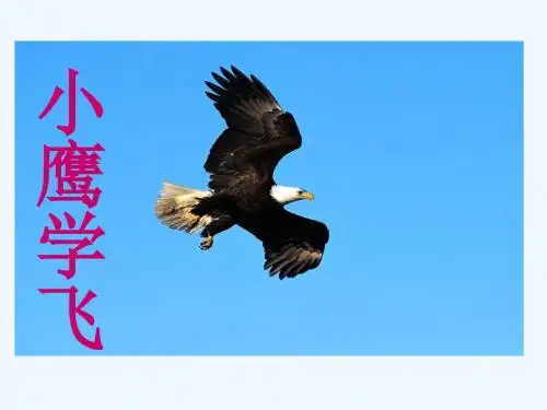 小鹰学飞