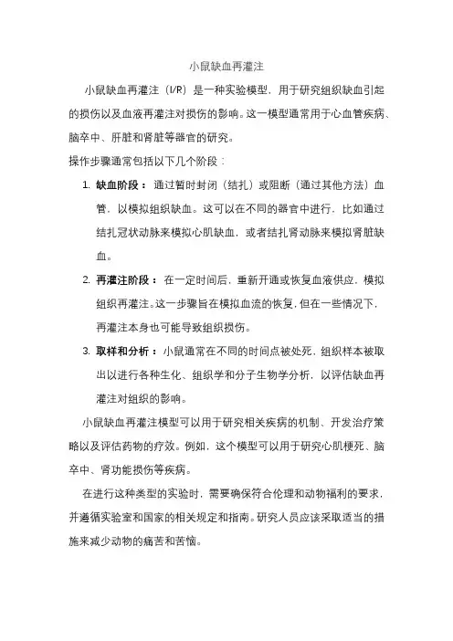 小鼠缺血再灌注