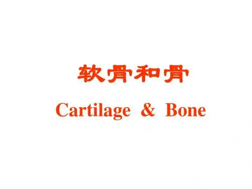 04软骨和骨