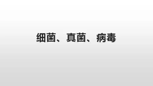 细菌、真菌、病毒