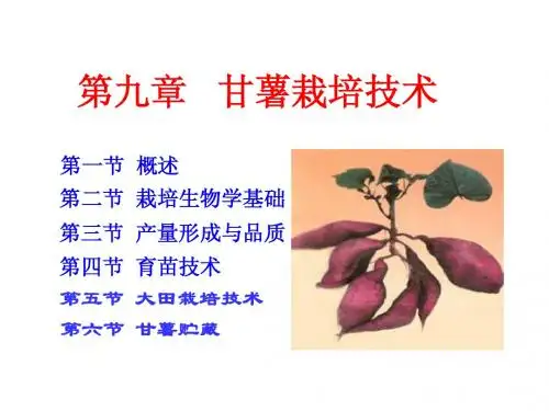 甘薯栽培技术