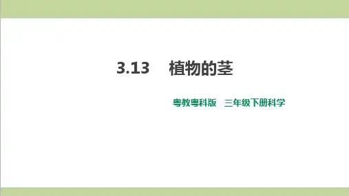 (新教材)粤教版三年级下册科学 3.13 植物的茎 课件