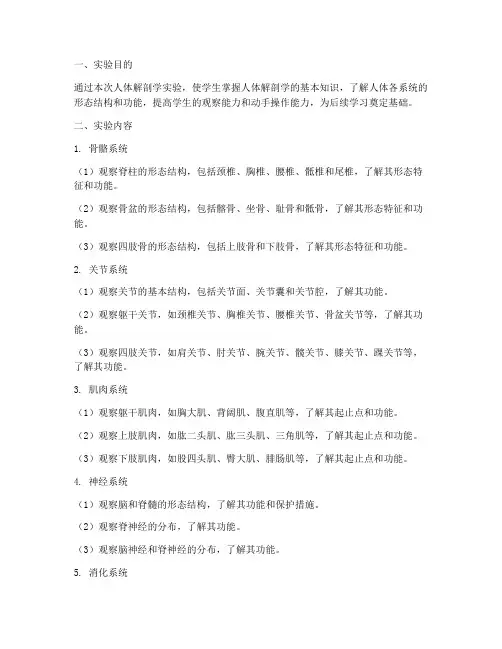 关于人体解剖学实验报告