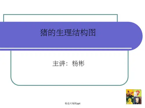 猪的生理结构图-2015.3