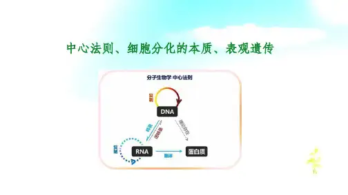 2.3.2 中心法则、细胞分化的本质、表观遗传-2024-2025学年高中生物必修二(苏教版)同步课