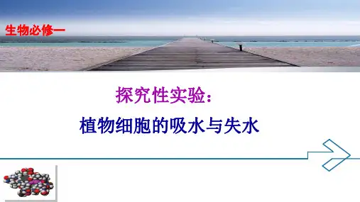 探究植物细胞的吸水和失水公开课精品PPT课件