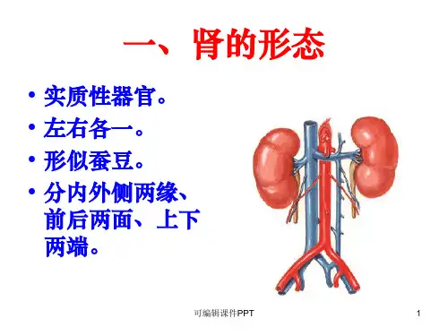 肾脏解剖结构图ppt课件