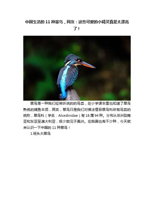 中国生活的11种翠鸟，网友：这些可爱的小精灵真是太漂亮了！