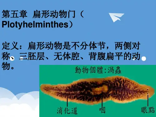高中生物 普通动物学扁形动物门课件 精品