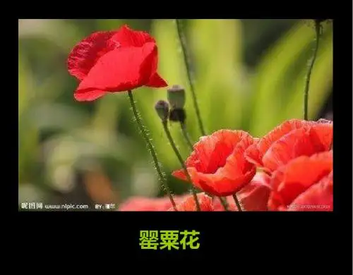 部编人教版八年级历史上册第1课 鸦片战争课件 26张