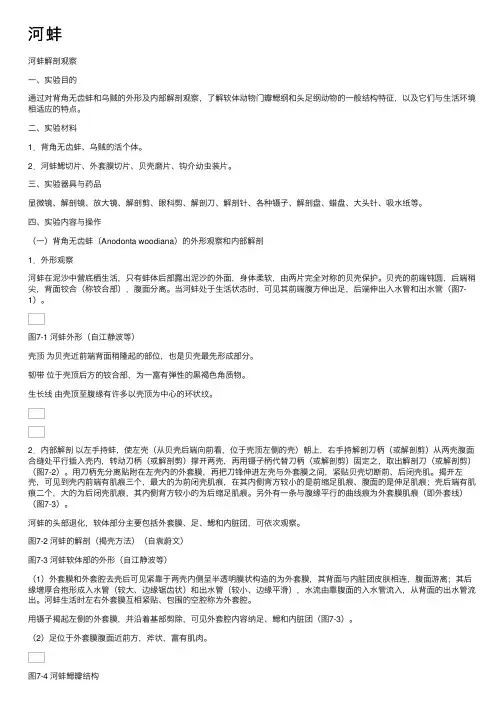 河蚌——精选推荐