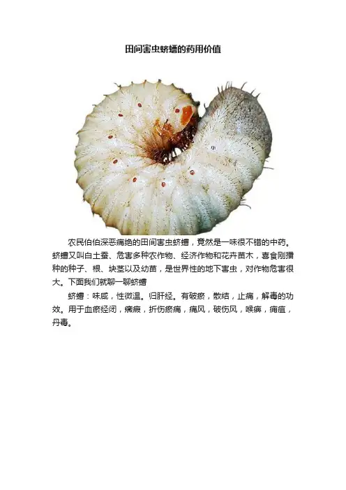田间害虫蛴螬的药用价值
