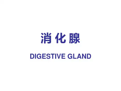 组胚课件消化腺