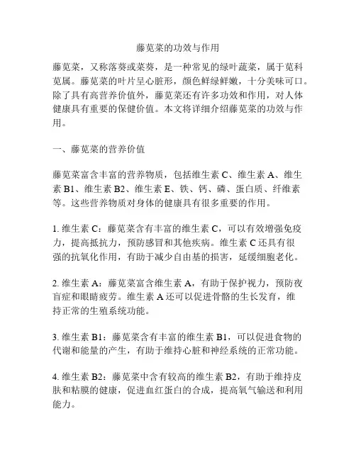 藤苋菜的功效与作用