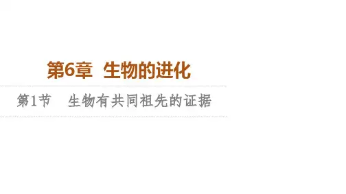 人教版高中生物学必修2  遗传与进化 课件 第6章 第1节 生物有共同祖先的证据