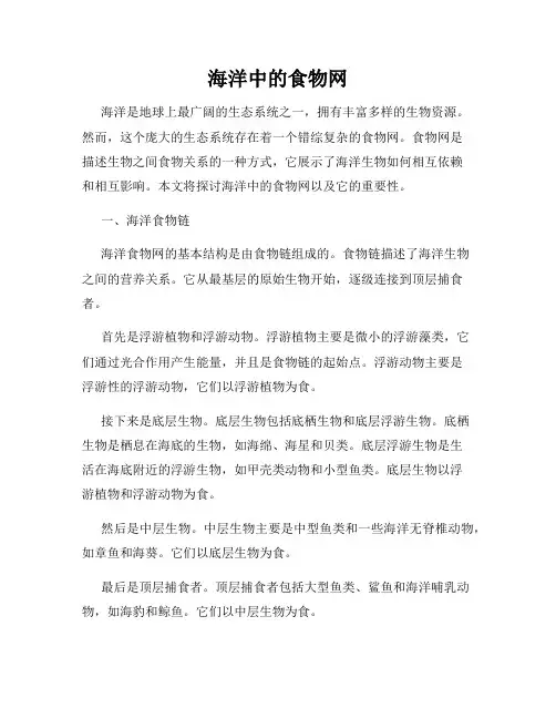 海洋中的食物网