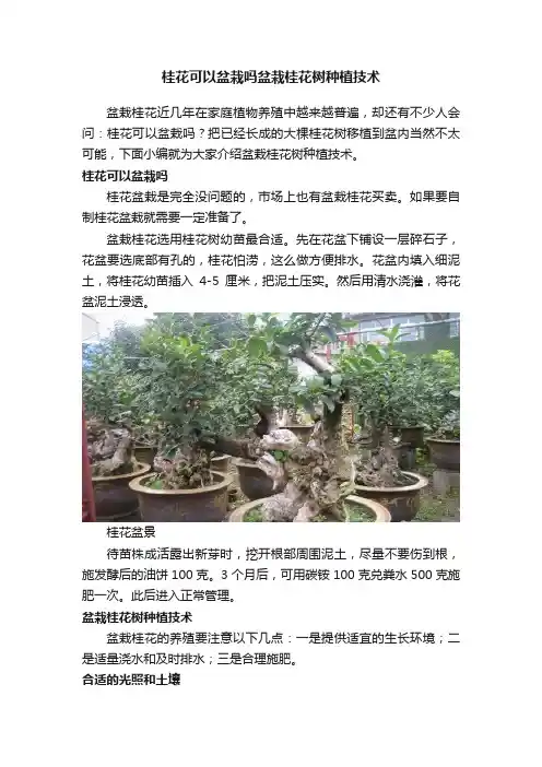 桂花可以盆栽吗盆栽桂花树种植技术