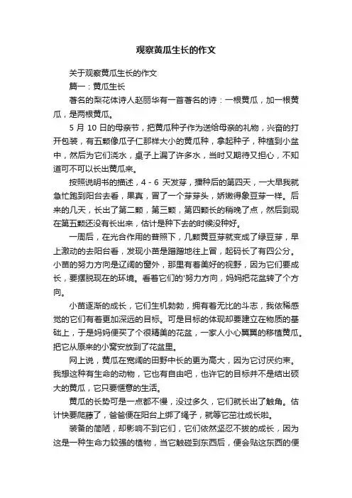关于观察黄瓜生长的作文
