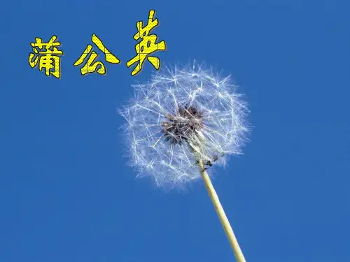 8--蒲公英的种子介绍课件