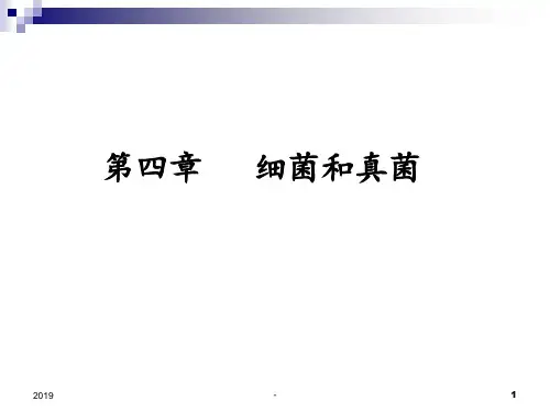 最新人教版八年级上册生物课件第四章第一节细菌和真菌的分布ppt课件