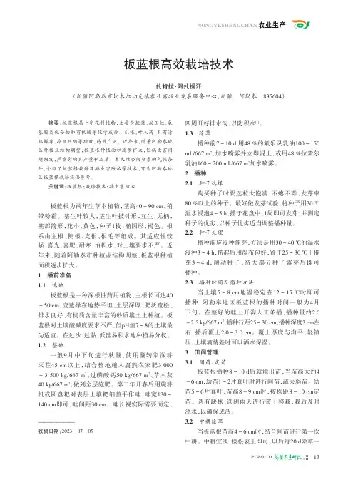 板蓝根高效栽培技术