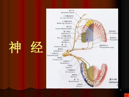 口腔颌面部系统解剖--血管、神经PPT参考幻灯片