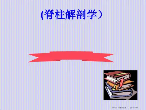 脊柱解剖图(免费)