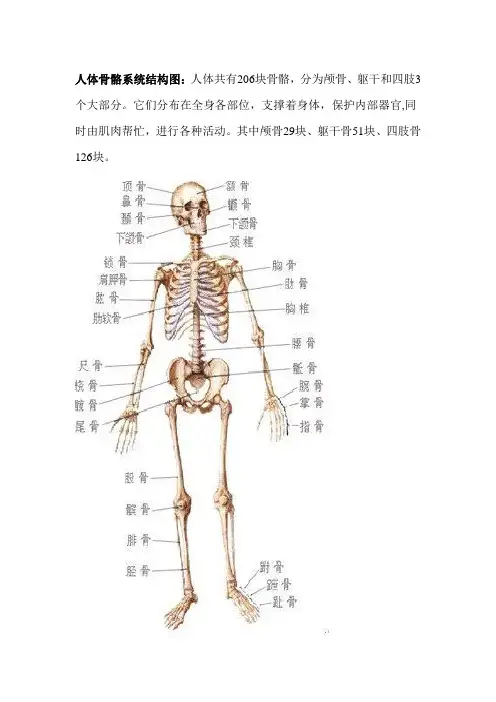 人体骨骼系统结构图