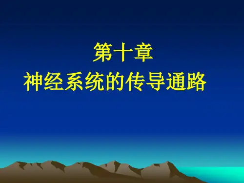 第10章 传导通路