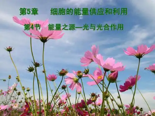 1-5-4-能量之源光与光合作用
