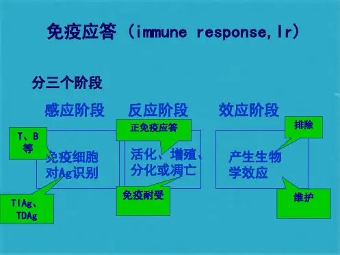 免疫学 体液免疫 ppt课件(共20张PPT)